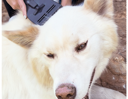Solución para mascotas